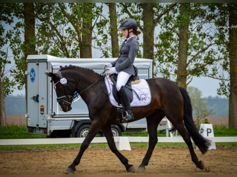 German Riding Pony Mare 10 years 13,3 hh Black in Tessin