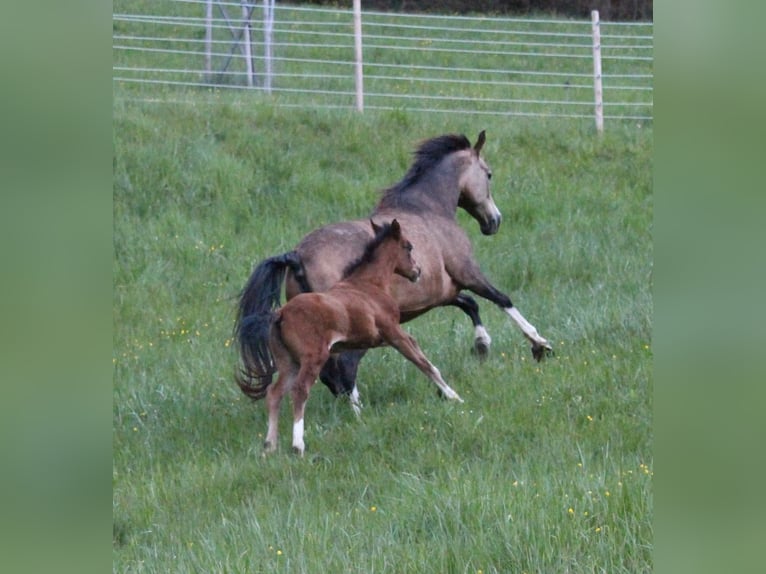 German Riding Pony Mare 10 years 13,3 hh Buckskin in Waldshut-Tiengen