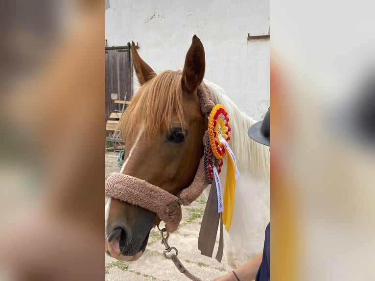 German Riding Pony Mare 10 years 13,3 hh Pinto in Uder