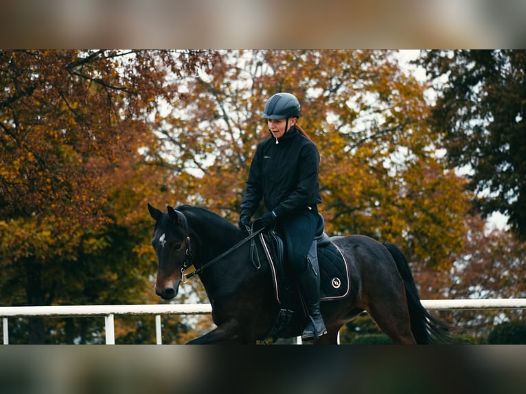 German Riding Pony Mare 10 years 13,2 hh Brown in Burgstädt
