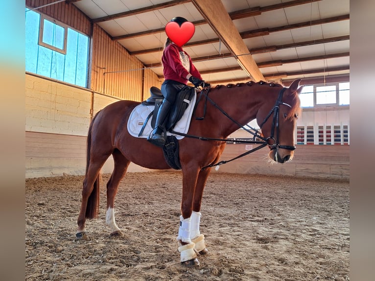 German Riding Pony Mare 10 years 13,2 hh Chestnut-Red in Offenburg