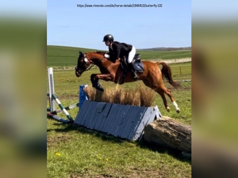 German Riding Pony Mare 10 years 13,2 hh Chestnut-Red in Offenburg