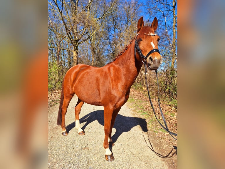 German Riding Pony Mare 10 years 13,2 hh Chestnut-Red in Offenburg