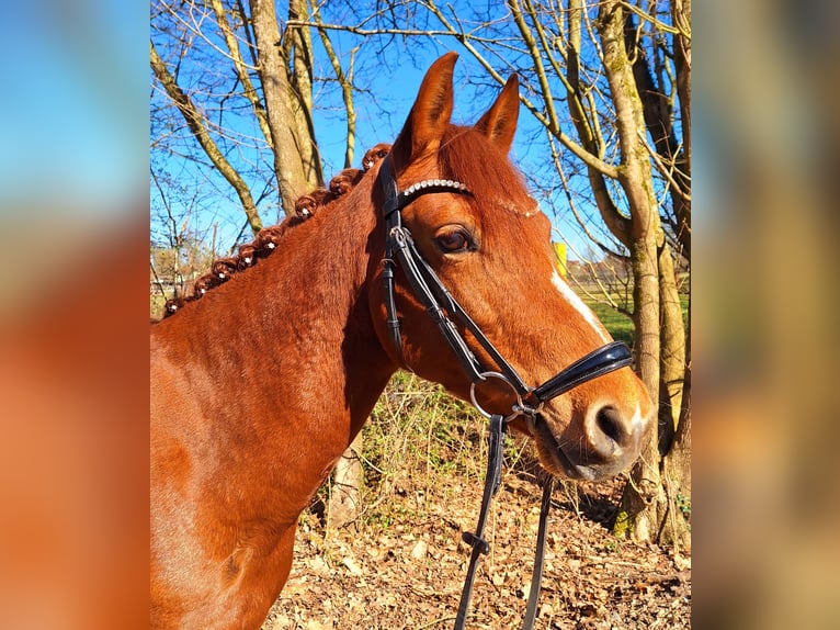 German Riding Pony Mare 10 years 13,2 hh Chestnut-Red in Offenburg
