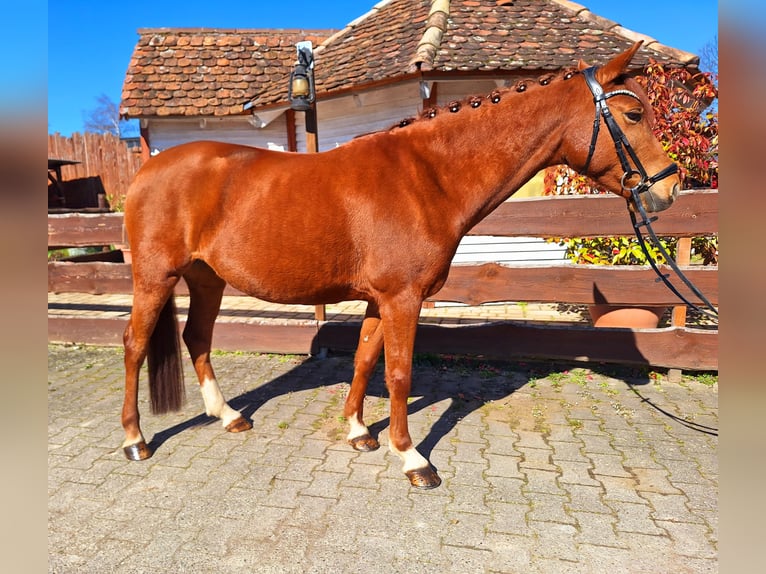 German Riding Pony Mare 10 years 13,2 hh Chestnut-Red in Offenburg