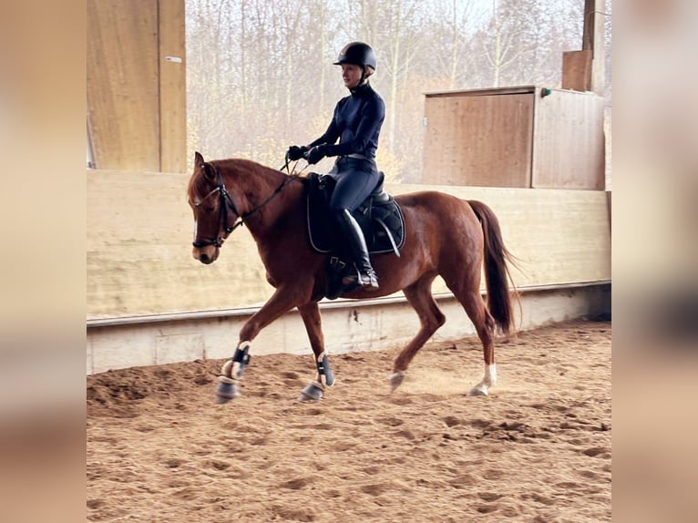German Riding Pony Mare 10 years 13,2 hh Chestnut-Red in Offenburg