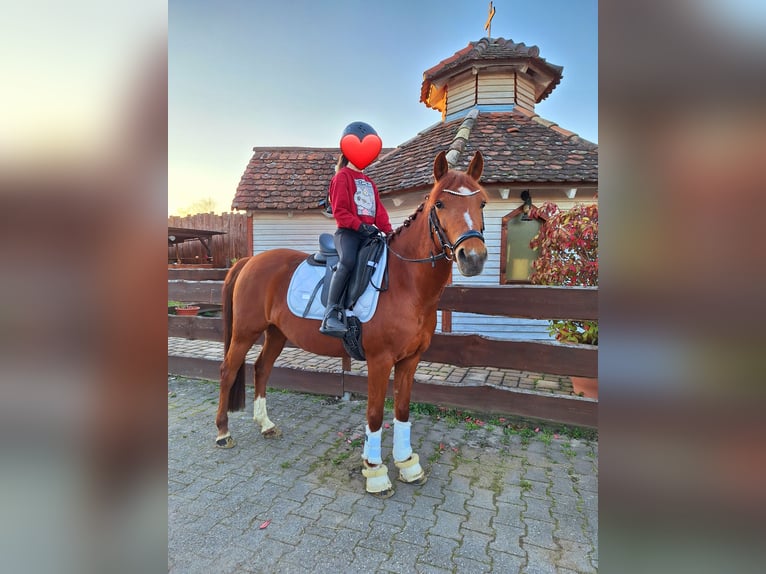German Riding Pony Mare 10 years 13,2 hh Chestnut-Red in Offenburg