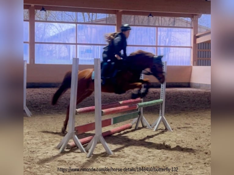 German Riding Pony Mare 10 years 13,2 hh Chestnut-Red in Offenburg