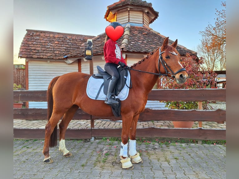German Riding Pony Mare 10 years 13,2 hh Chestnut-Red in Offenburg