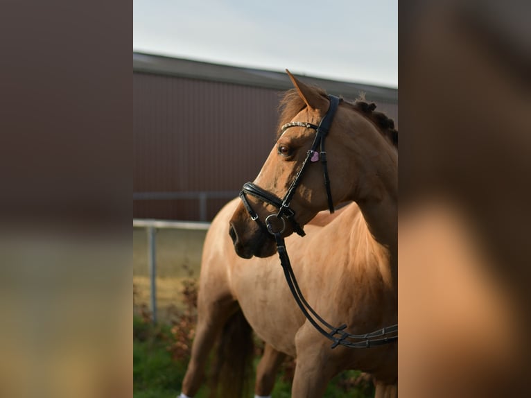 German Riding Pony Mare 10 years 13,2 hh Chestnut-Red in Geilenkirchen