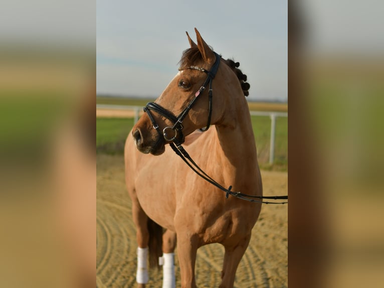 German Riding Pony Mare 10 years 13,2 hh Chestnut-Red in Geilenkirchen