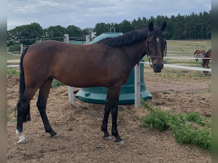 German Riding Pony Mare 10 years 14.1 hh Bay-Dark in Szczecin
