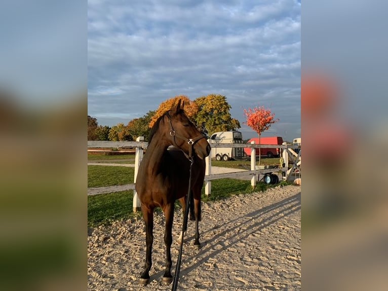 German Riding Pony Mare 10 years 14.1 hh Bay-Dark in Szczecin