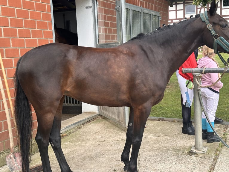 German Riding Pony Mare 10 years 14,1 hh Bay-Dark in Alfeld (Leine)