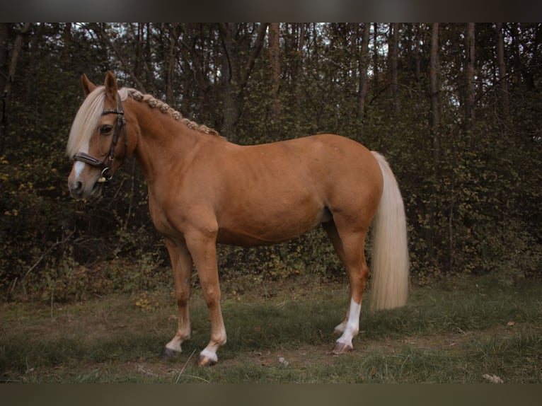 German Riding Pony Mare 10 years 14,1 hh in Tobaj