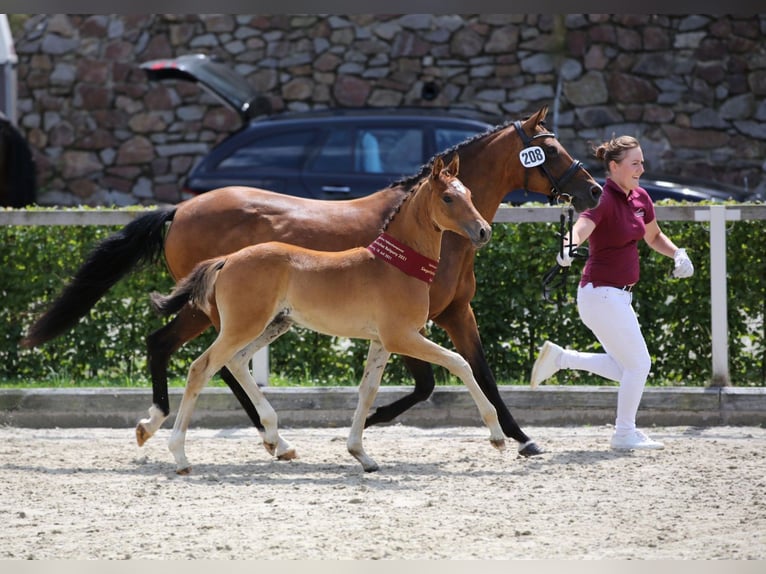 German Riding Pony Mare 10 years 14,1 hh Brown in Calau