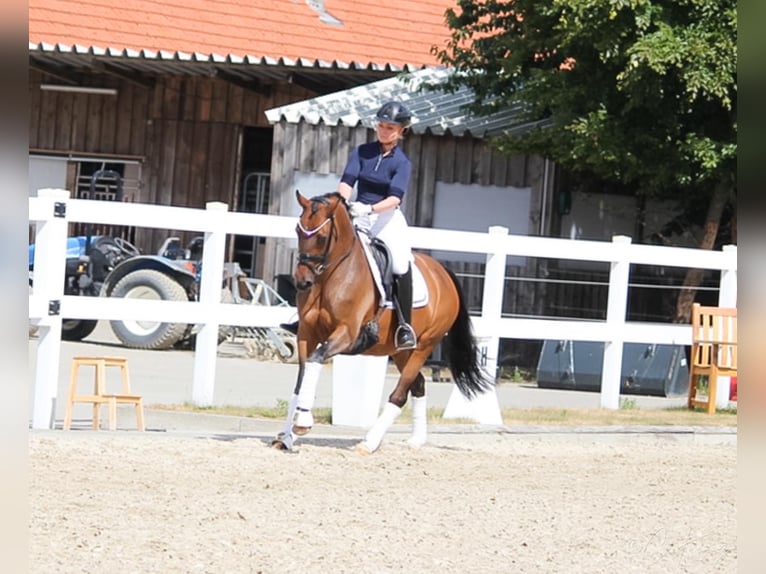 German Riding Pony Mare 10 years 14,1 hh Brown in Recke, bei Osnabrück
