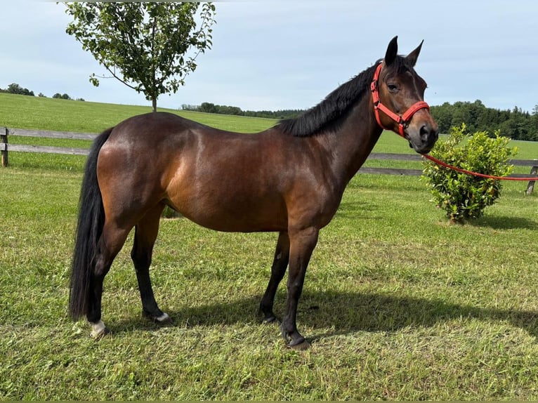 German Riding Pony Mare 10 years 14.1 hh Brown in Taiskirchen