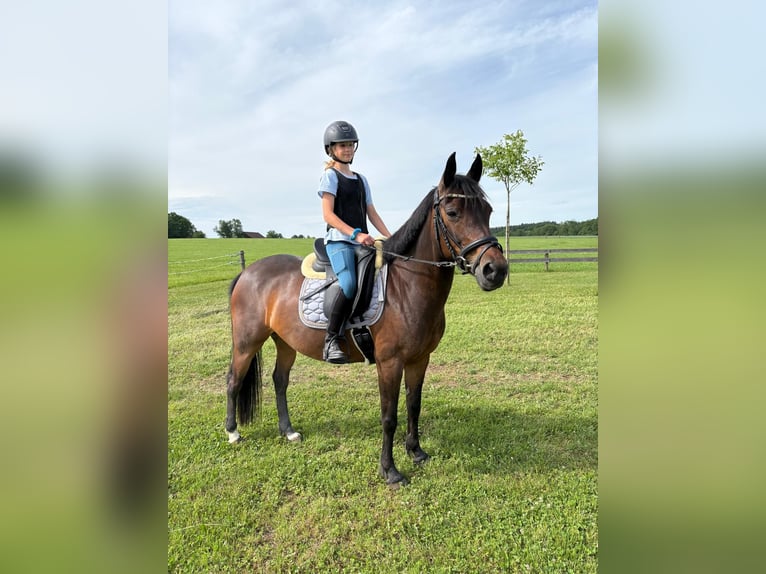 German Riding Pony Mare 10 years 14.1 hh Brown in Taiskirchen