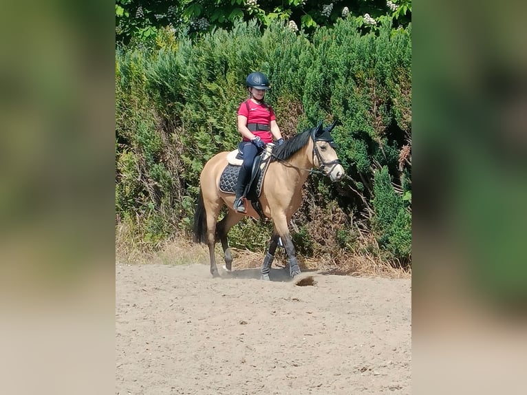 German Riding Pony Mare 10 years 14.1 hh Buckskin in Dreetz