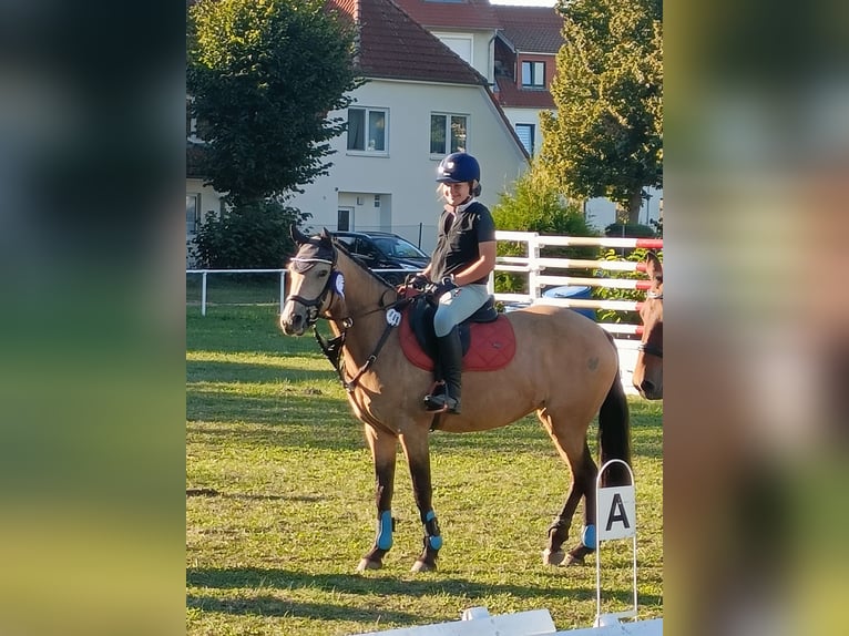 German Riding Pony Mare 10 years 14.1 hh Buckskin in Dreetz