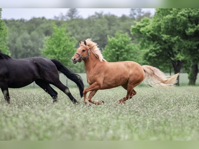 German Riding Pony Mix Mare 10 years 14,1 hh Chestnut-Red in Rostock