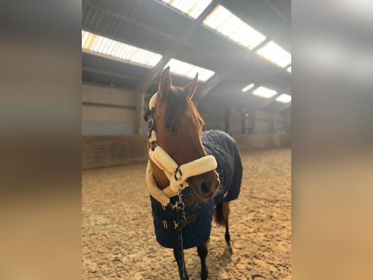 German Riding Pony Mare 10 years 14.1 hh Dun in Ringsted