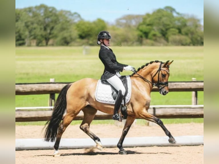 German Riding Pony Mare 10 years 14.1 hh Dun in Ringsted
