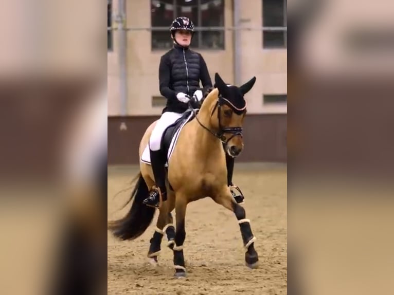 German Riding Pony Mare 10 years 14.1 hh Dun in Ringsted