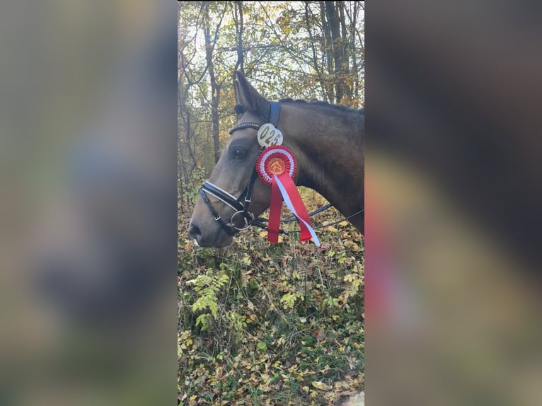 German Riding Pony Mare 10 years 14,1 hh Dun in Rühen