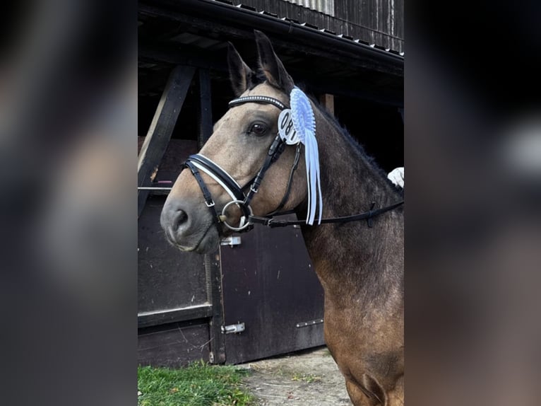 German Riding Pony Mare 10 years 14,1 hh Dun in Rühen