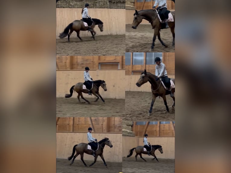 German Riding Pony Mare 10 years 14,1 hh Dun in Rühen