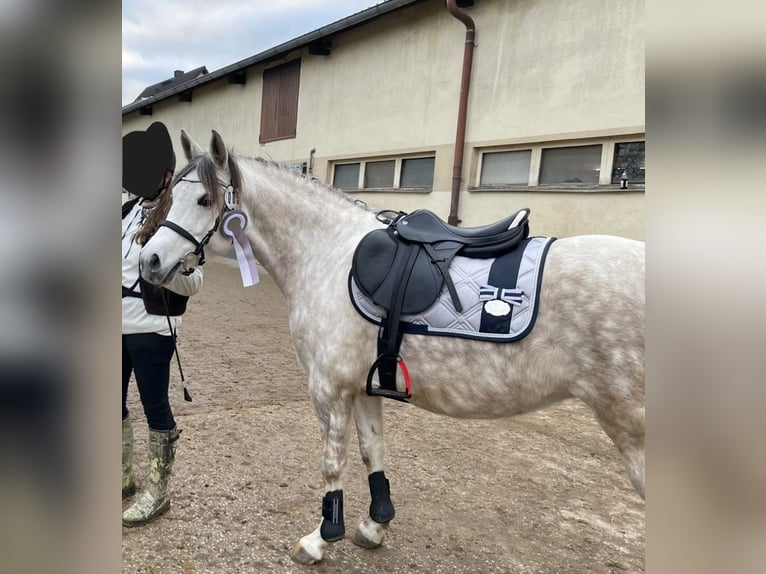 German Riding Pony Mare 10 years 14,1 hh Gray in Tirschenreuth