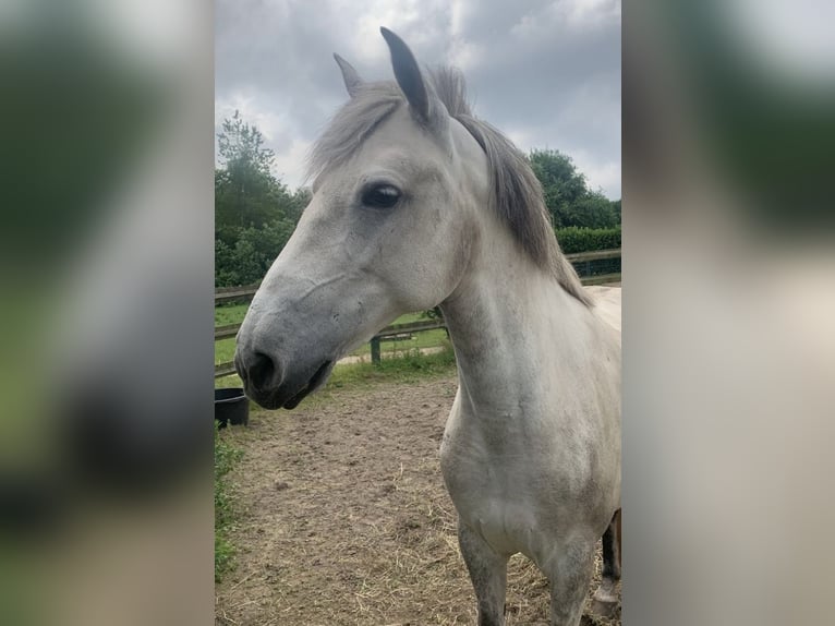 German Riding Pony Mare 10 years 14,1 hh Gray in Leer (Ostfriesland)