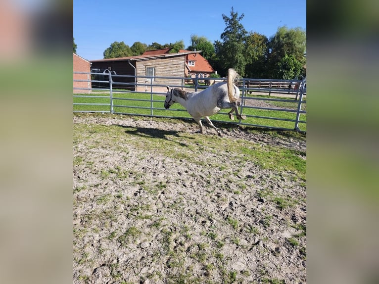 German Riding Pony Mare 10 years 14,1 hh Gray in Leer (Ostfriesland)