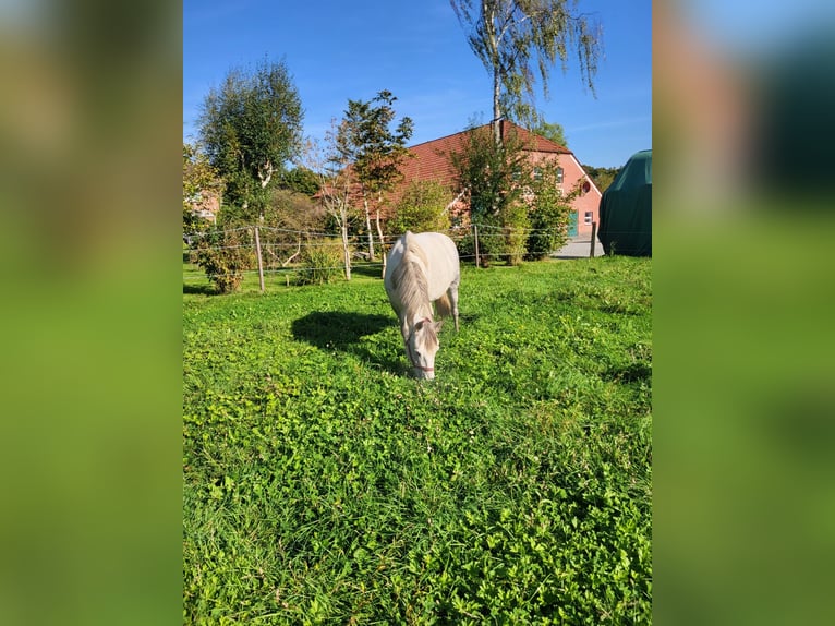 German Riding Pony Mare 10 years 14,1 hh Gray in Leer (Ostfriesland)