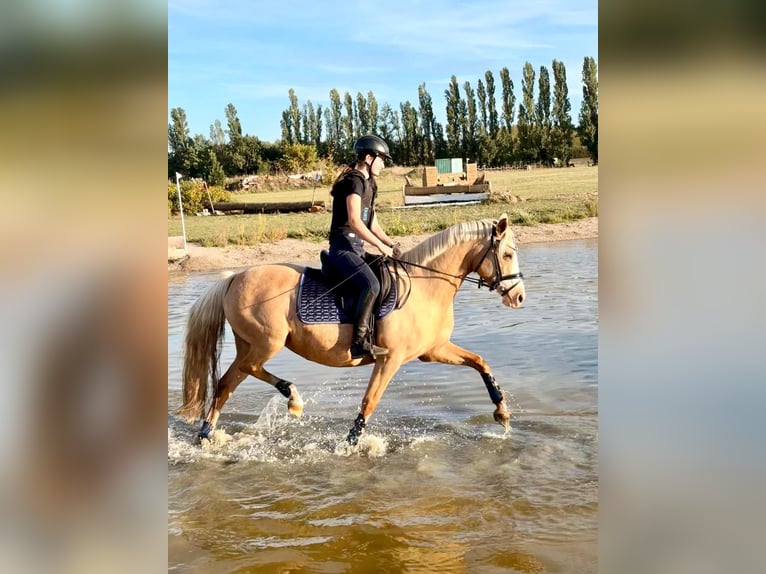 German Riding Pony Mare 10 years 14.1 hh Palomino in Kloster Lehnin
