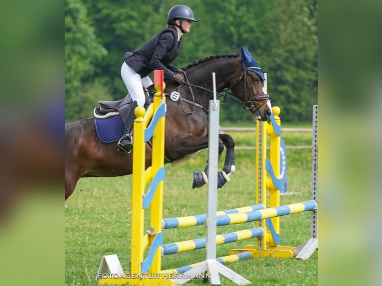 German Riding Pony Mix Mare 10 years 14,2 hh Bay-Dark in Baiersdorf