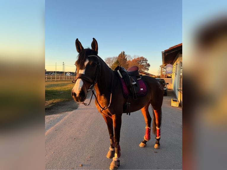 German Riding Pony Mix Mare 10 years 14,2 hh Bay-Dark in Baiersdorf