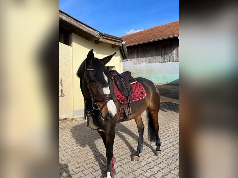 German Riding Pony Mix Mare 10 years 14,2 hh Bay-Dark in Baiersdorf