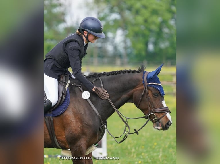 German Riding Pony Mix Mare 10 years 14,2 hh Bay-Dark in Baiersdorf