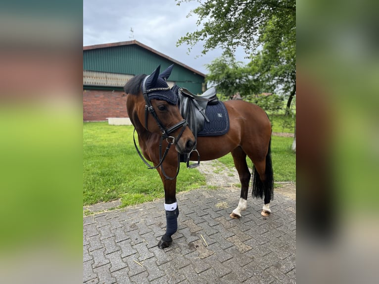 German Riding Pony Mare 10 years 14.2 hh Brown in Coesfeld