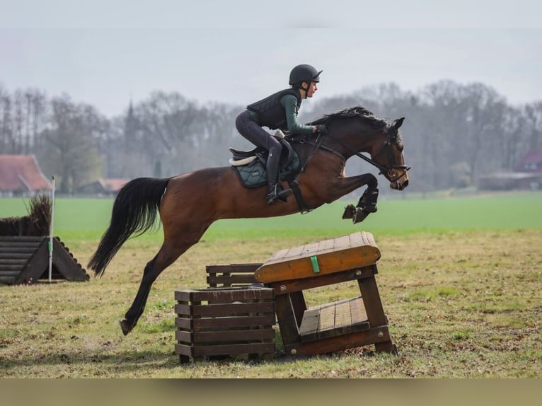 German Riding Pony, Mare, 10 years, 14.2 hh, Brown