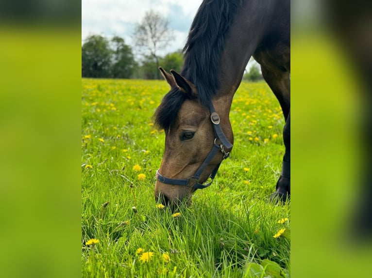 German Riding Pony Mare 10 years 14,2 hh Brown in Oerel