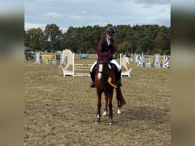 German Riding Pony Mare 10 years 14.2 hh Chestnut-Red in Groß Twülpstedt