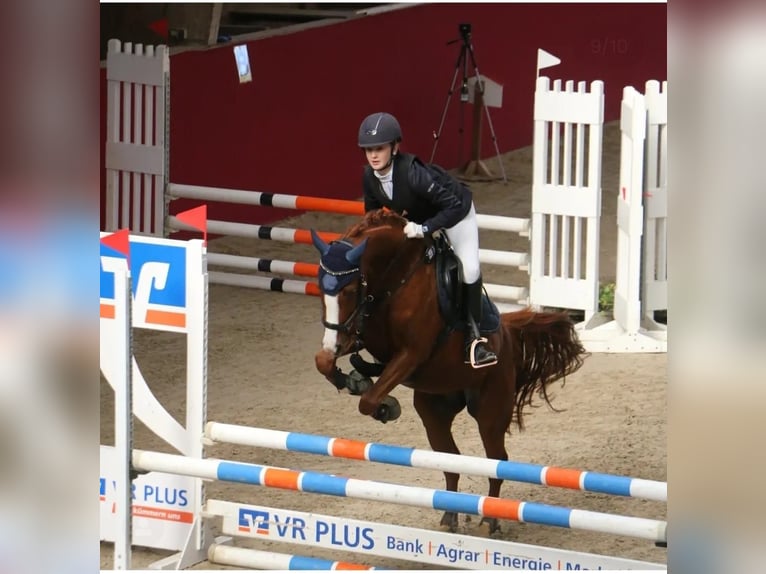 German Riding Pony Mare 10 years 14.2 hh Chestnut-Red in Groß Twülpstedt