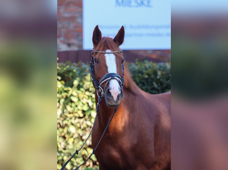 German Riding Pony Mare 10 years 14.2 hh Chestnut-Red in Groß Twülpstedt