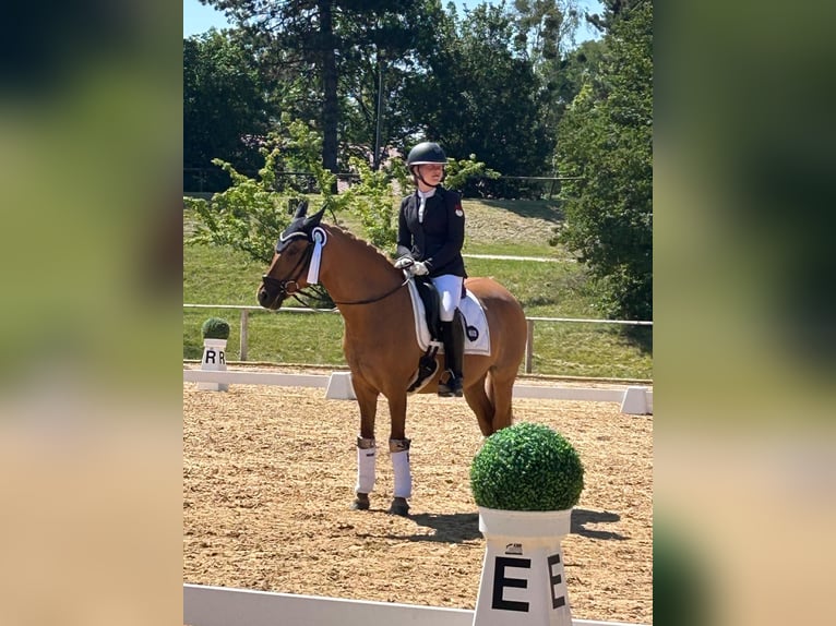 German Riding Pony Mare 10 years 14.2 hh Chestnut-Red in Willmars