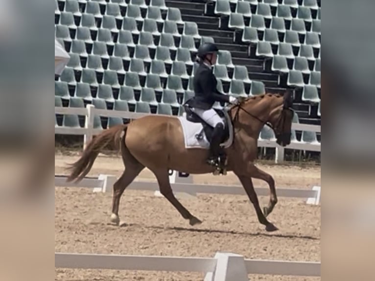 German Riding Pony Mare 10 years 14.2 hh Chestnut-Red in Willmars