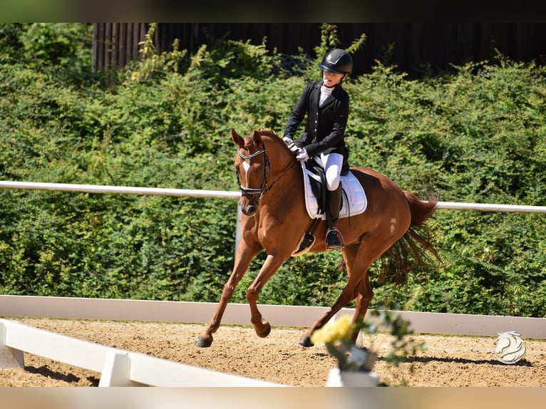 German Riding Pony Mare 10 years 14.2 hh Chestnut-Red in Burgauberg